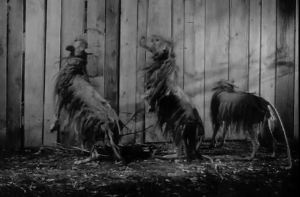 Due to budget limitations, collies in masks portrayed the giant shrews.