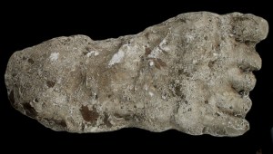 FOOTPRINT left behind by the notorious Werewolf of Abbotsham was preserved in this plaster cast.