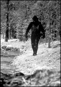 MISTAKEN IDENTITY? Could the Bigfoot in this famous photo really be merely a werewolf?