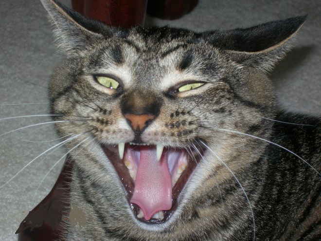 CUTE little Mittens may be secretly slurping your blood.