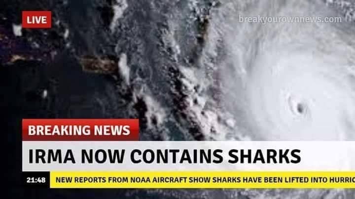Irma sharks